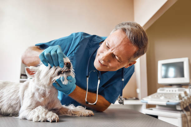 Best 24-Hour Emergency Dentist in Pearl Beach, MI